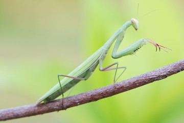 Praying Mantis on Tree branch