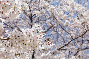 Obraz premium The image of beautiful nature