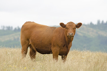 Angus Cross