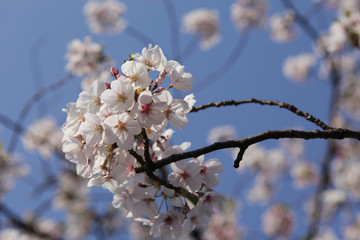 The image of beautiful nature