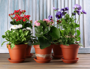 Beautiful flowers in flowerpots, on wooden background