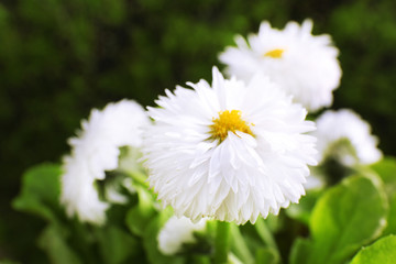 Beautiful marguerite flowers, outdoors