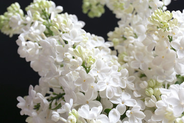 Beautiful lilac flowers on black background