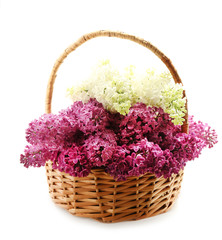 Fototapeta na wymiar Beautiful lilac flowers in wicker basket, isolated on white