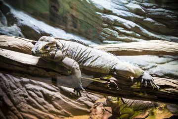 Iguana.