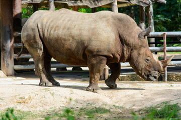 Naklejka premium white rhinoceros