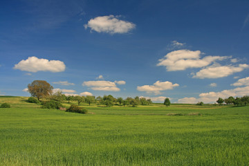 Landschaft mit Streuobstwiese