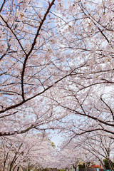 The image of beautiful nature