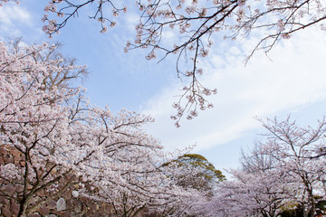 The image of beautiful nature