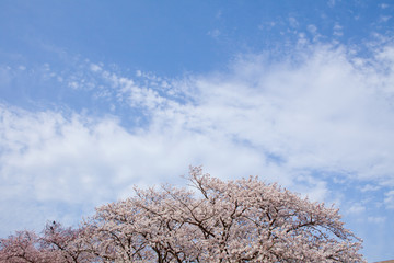 The image of beautiful nature