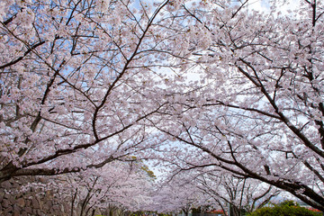 The image of beautiful nature