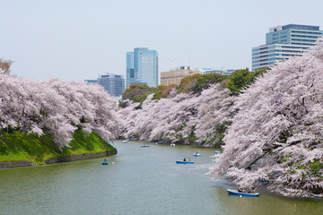 The image of beautiful nature