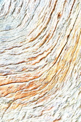 Obraz premium old tree texture background pattern