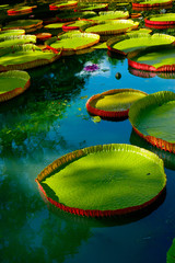 Water lilies