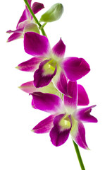 Orchind isolated white background