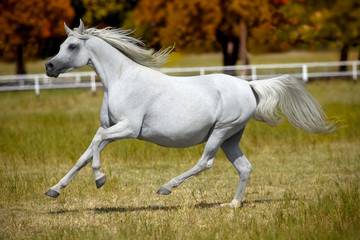 Obraz na płótnie Canvas white horse galloping in the pasture