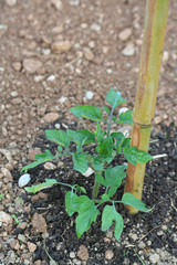 pianta di pomodoro nell'orto