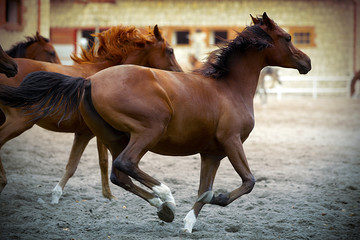 wild horses running