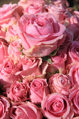 Pink roses in bridal bouquet