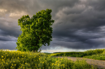 before the storm