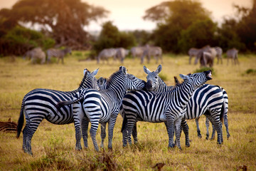 zebra's in africa walking on the savannah - obrazy, fototapety, plakaty