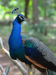 Obraz premium colorful of peacock