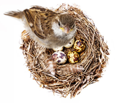 sparrow bird and a nest
