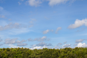 tropical mangrove fores
