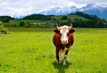 Fototapeta na wymiar swiss Cow on a summer pasture