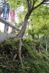 Fototapeta premium 建長寺参道