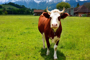 swiss Cow on a summer pasture