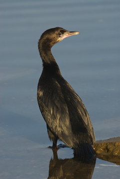 Zwergscharbe (Phalacrocorax pygmaeus)