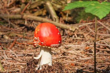 Amanita muscaria