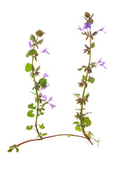 Günsel (Ajuga reptans)