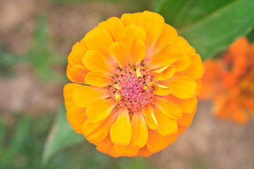 Zinnia elegans in field