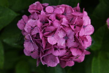 The image of beautiful nature