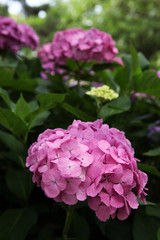 The image of beautiful nature