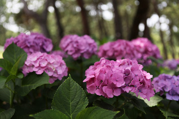 The image of beautiful nature