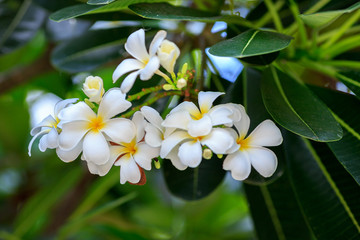 beautiful frangipani flowers white and yellow