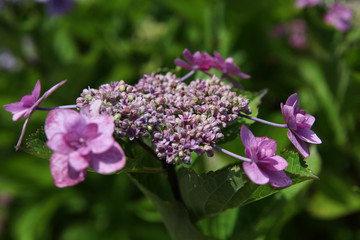 The image of beautiful nature