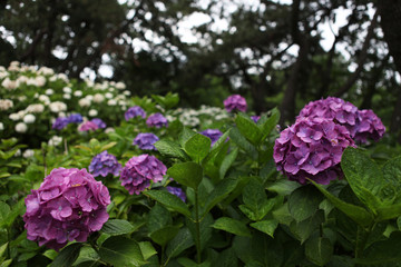 The image of beautiful nature