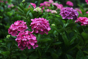Obraz premium The image of beautiful nature
