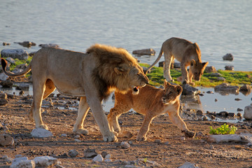 Löwenfamilie am Wasserloch