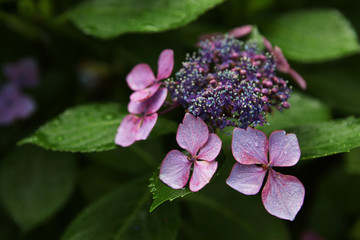 The image of beautiful nature