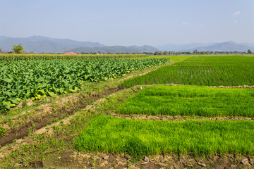 Fototapeta na wymiar Tobacco Plants, Rice Field And Corn