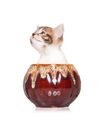 Cute kitten
