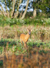 Roe deer buck