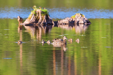 Mallard duck with ducklings