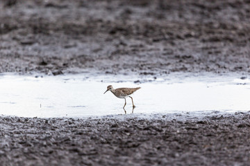 Wood Sandpiper