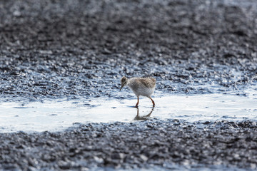 Young Redshank